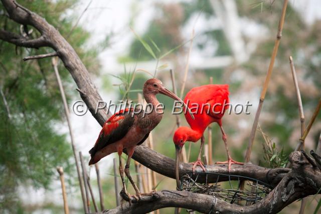 eudocimus ruber.JPG - Ibis rougeEudocimus ruberPelecaniformes, ThreskiornithidaeCité des Arts et des SciencesValencia, Espagne